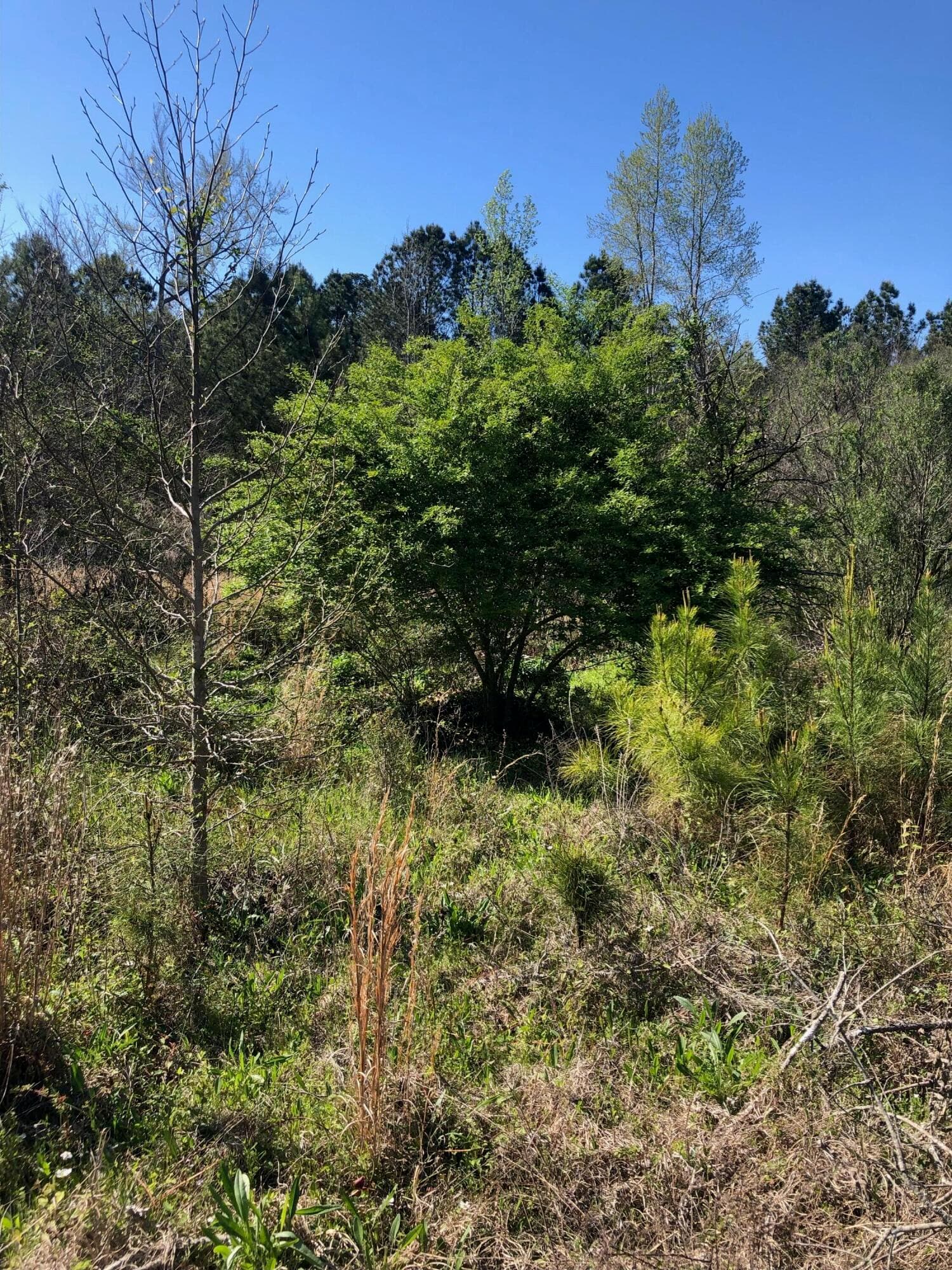 Undeveloped at 4.17 Acres Starr Hinson Road, Thomson, GA 30824, photo 16 of 17