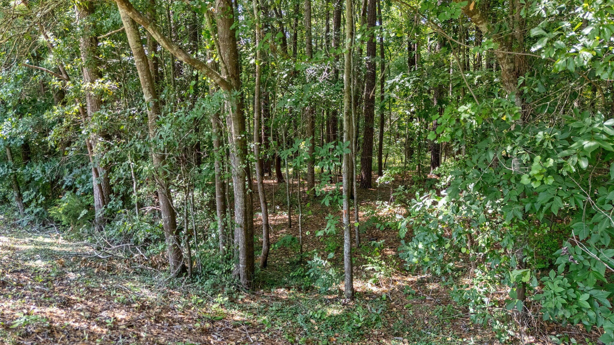 Undeveloped at 14 Woodspring Court, North Augusta, SC 29860, photo 10 of 12