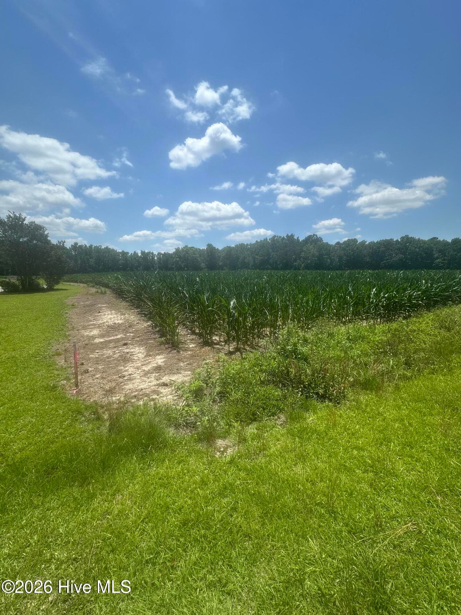 Wooded at Near 721 Near 721 Joe Piver R Road, Chadbourn, NC 28431, photo 15 of 21