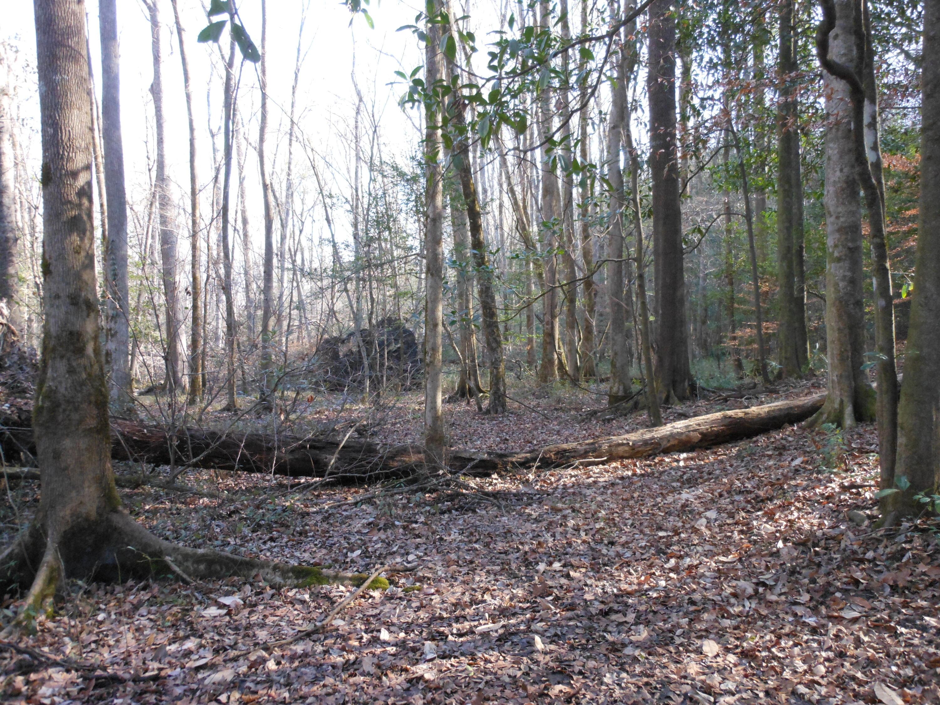 Undeveloped at 0 Ponderosa Road, Waynesboro, GA 30830, photo 30 of 45