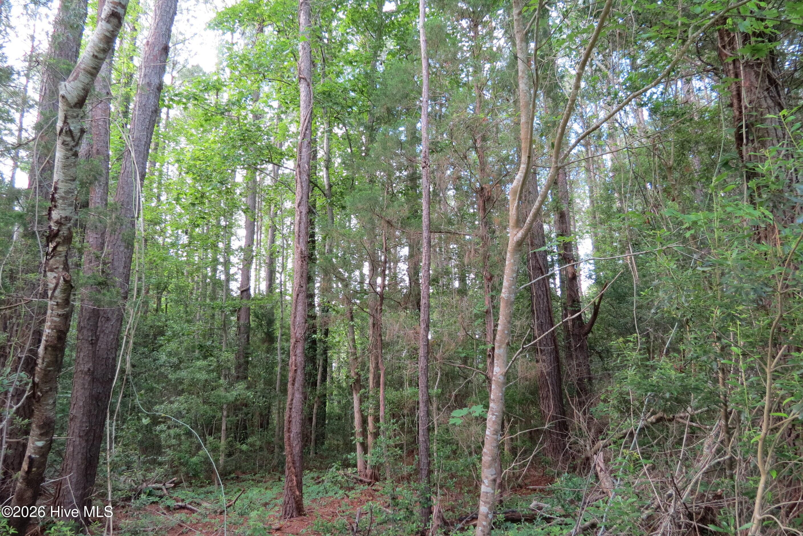Mature trees! - 20 19 Teal Road, Merritt, NC 28556