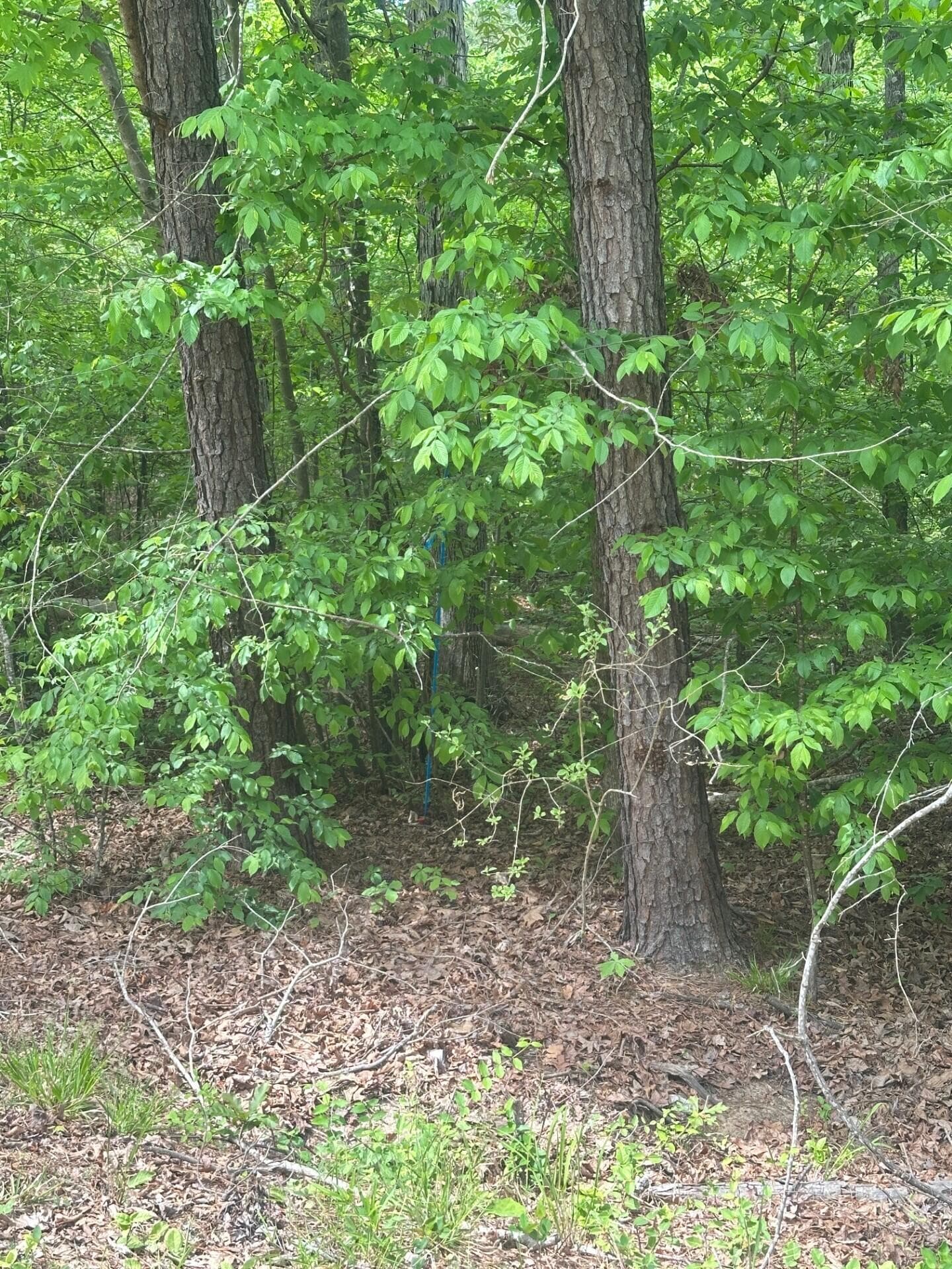 Undeveloped at 1 New Delaughter Drive, North Augusta, SC 29860, photo 6 of 10