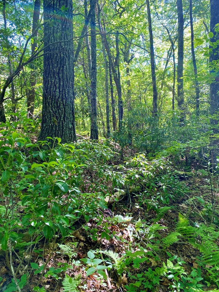 Land at 00 Deer Run, Robbinsville, NC 28771, photo 3 of 5