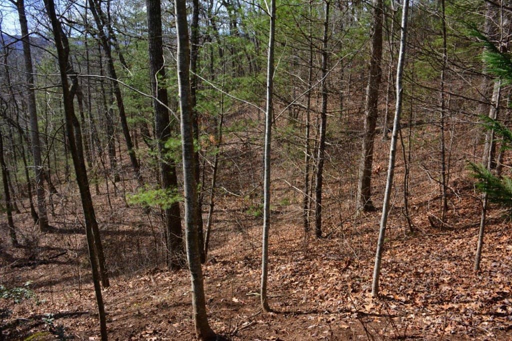 Land at 00 Chestnut Ridge, Robbinsville, NC 28771, photo 5 of 6