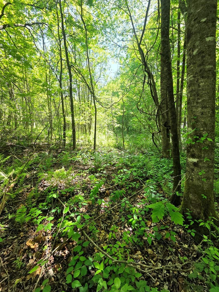 Undeveloped at 00 Vincent Colvin Road, Robbinsville, NC 28771, photo 8 of 18
