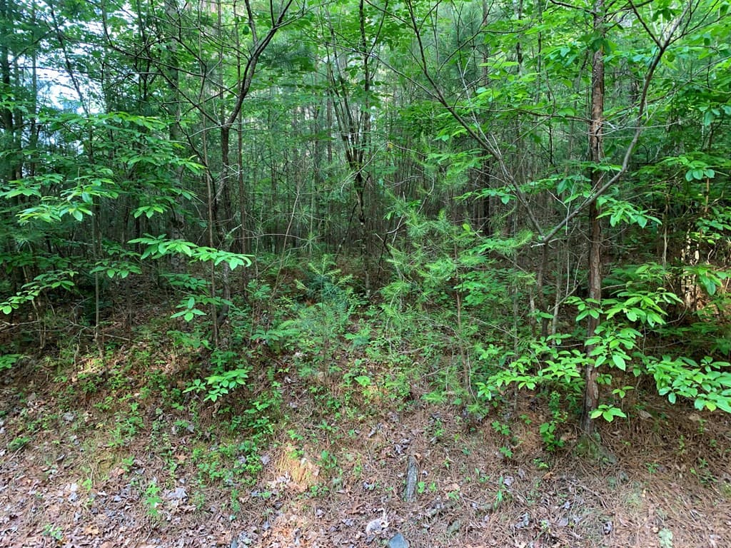 Land at Lot 43 Kestrel Ridge Circle, Murphy, NC 28906, photo 16 of 24