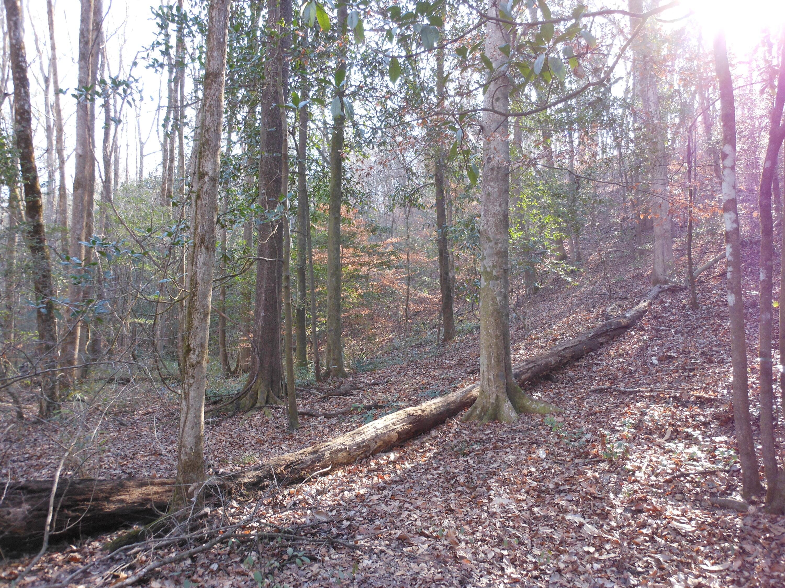 Undeveloped at 0 Ponderosa Road, Waynesboro, GA 30830, photo 32 of 45