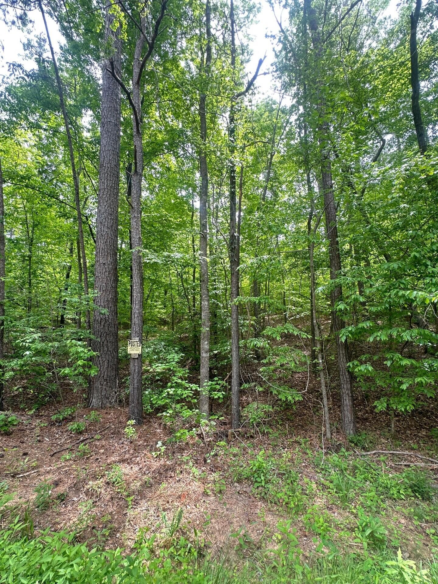 Undeveloped at 1 New Delaughter Drive, North Augusta, SC 29860, photo 10 of 10