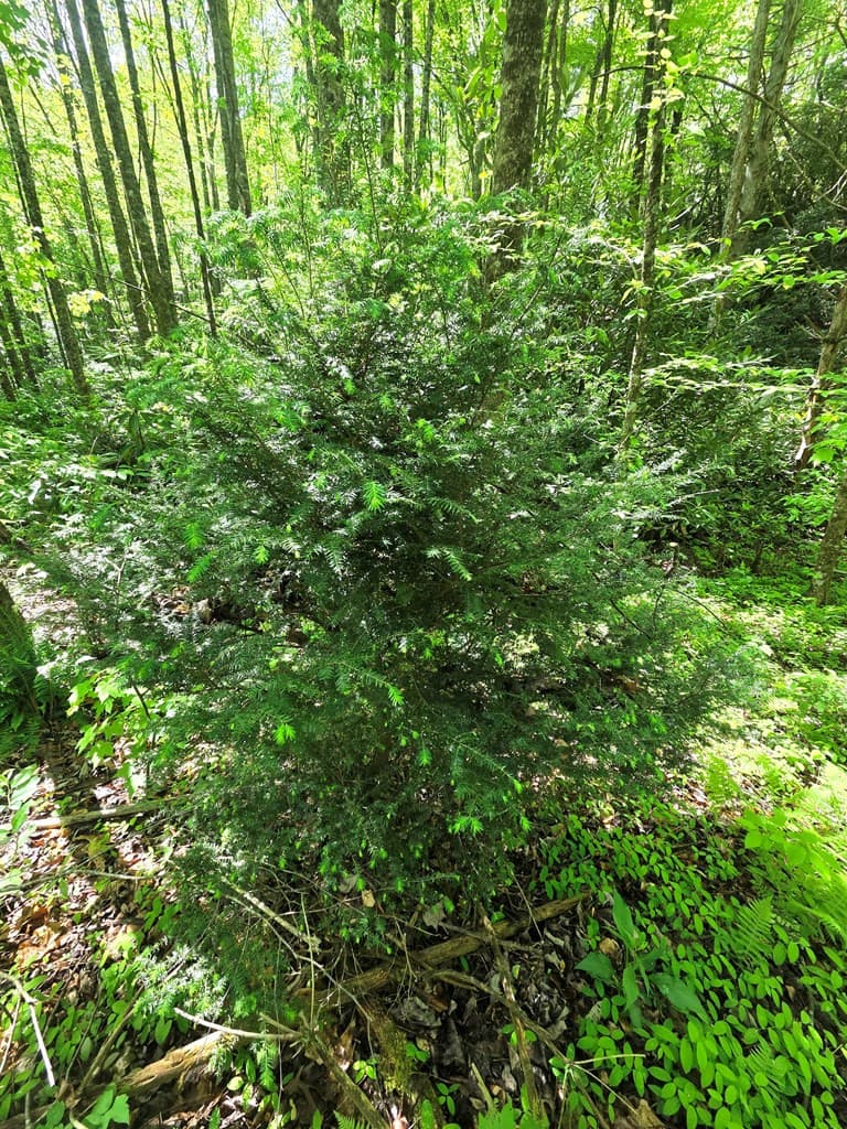 Undeveloped at 00 Vincent Colvin Road, Robbinsville, NC 28771, photo 7 of 18