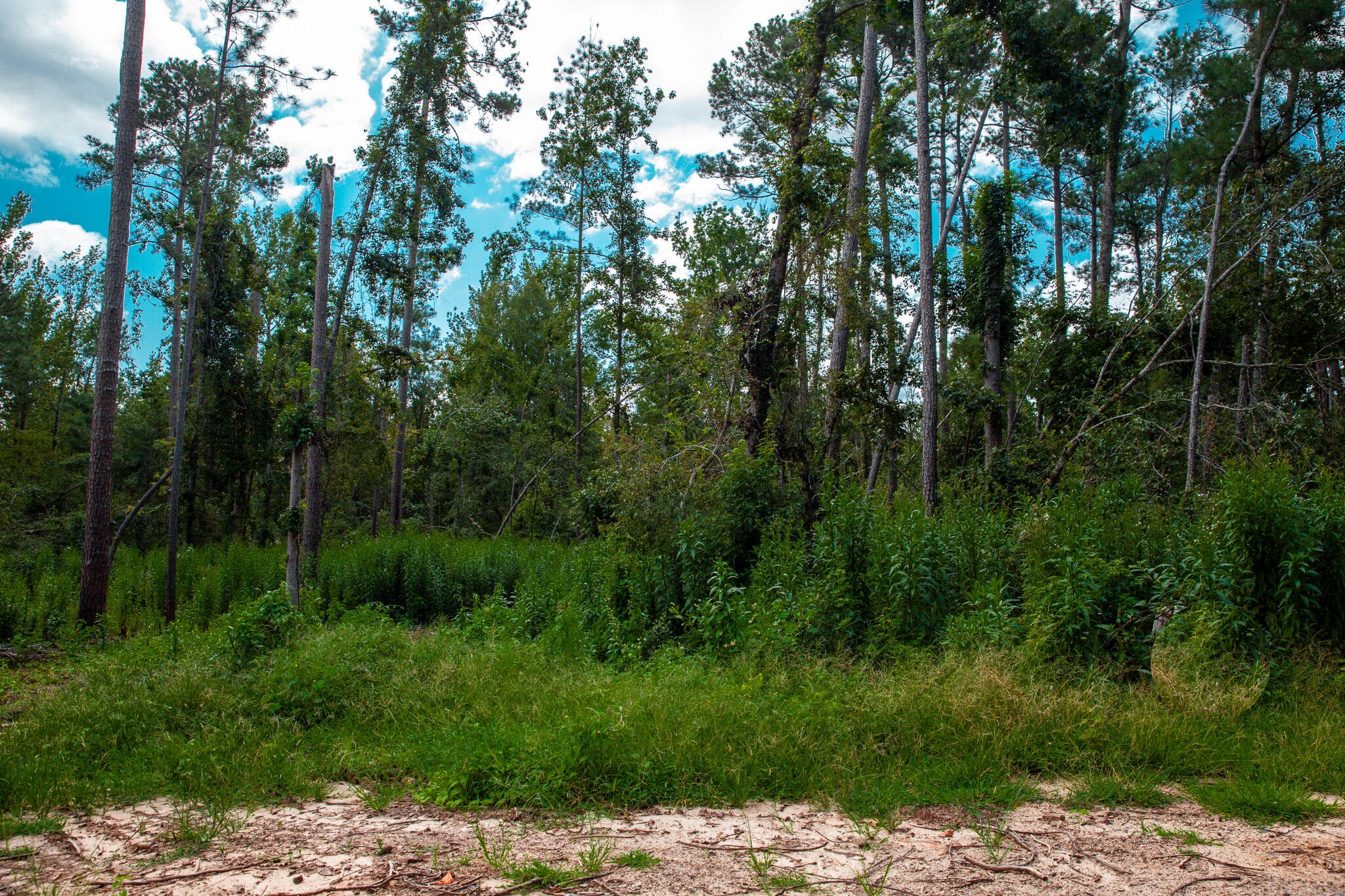 115 1 Furey Drive, Clarks Hill, SC 29821