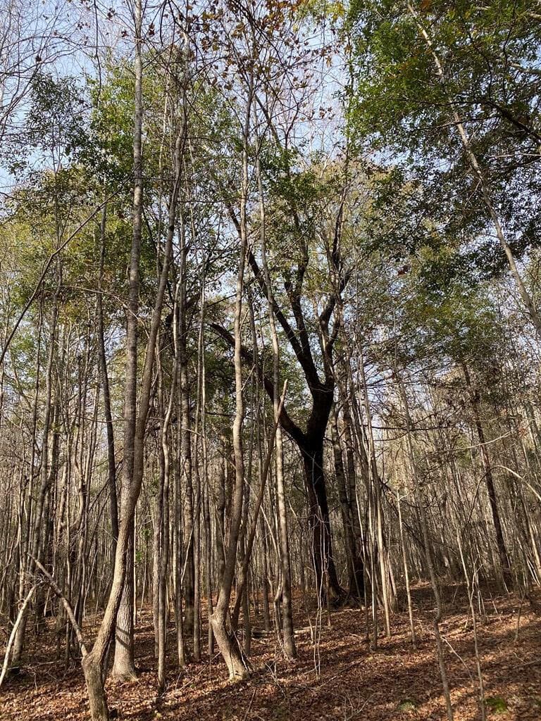 Residential Lot at Lot 14 14 Robin Boulevard, Swainsboro, GA 30401, photo 6 of 8