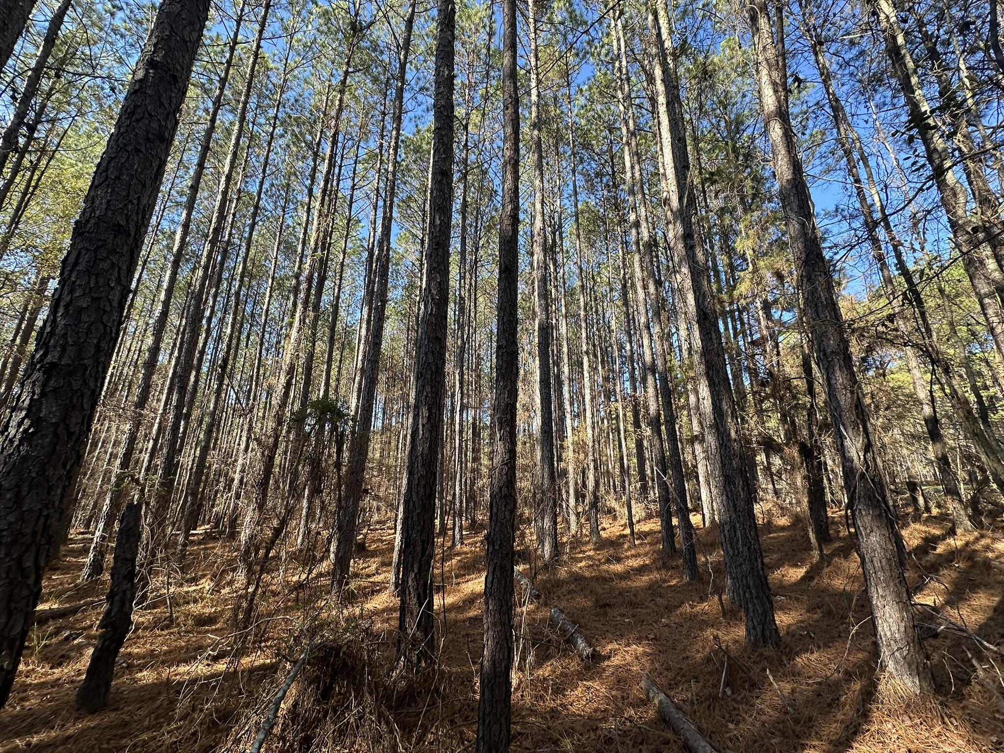 Residential Lot at 1252 294 Rogers Road, Tignall, GA 30668, photo 6 of 29