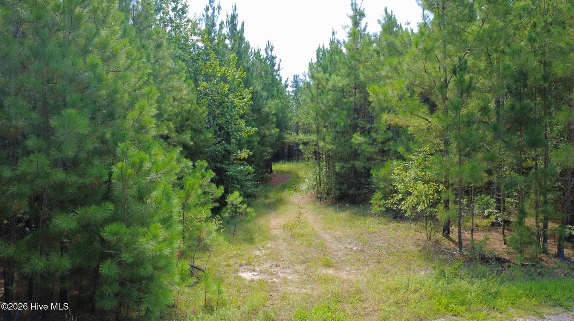 Undeveloped at 239 16 Lick Creek Road, Carthage, NC 28327, photo 7 of 12