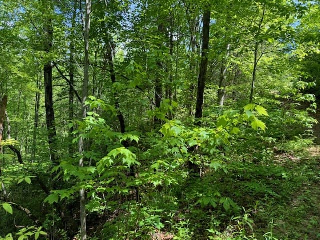 Land at Lot 16 Paradise, Marble, NC 28905, photo 7 of 8