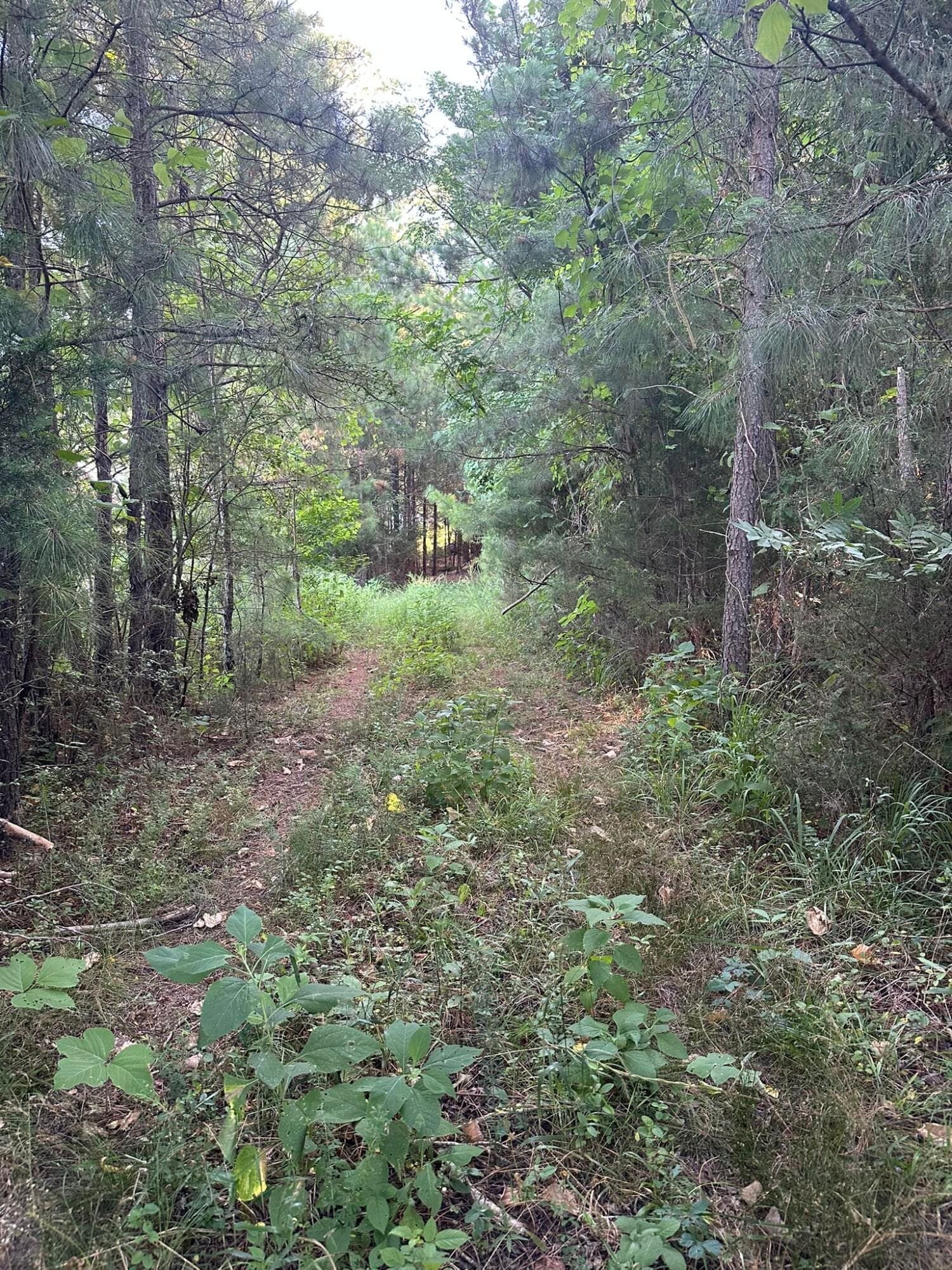 Mixed Use at Lot 3a 3A Elberton Highway, Lincolnton, GA 30817, photo 4 of 27