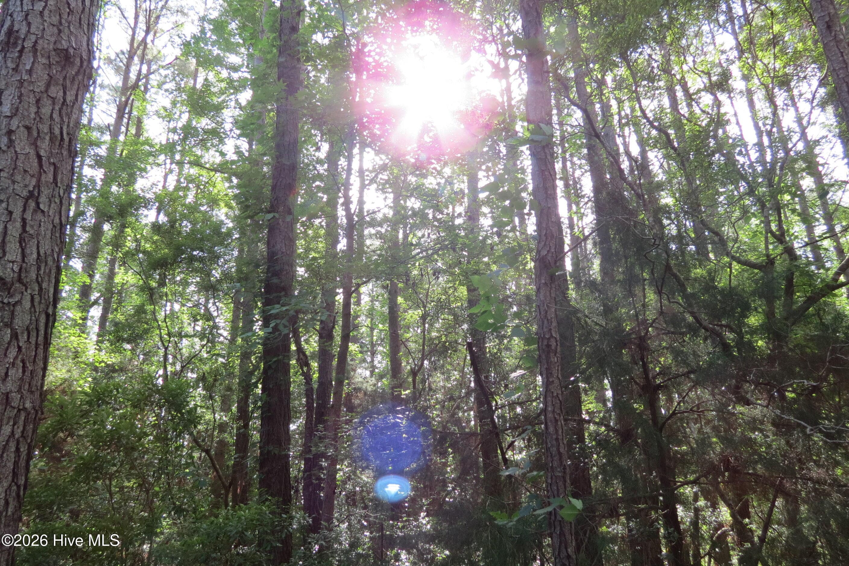 Gorgeous, mature trees! - 0 24 Teal Road, Merritt, NC 28556