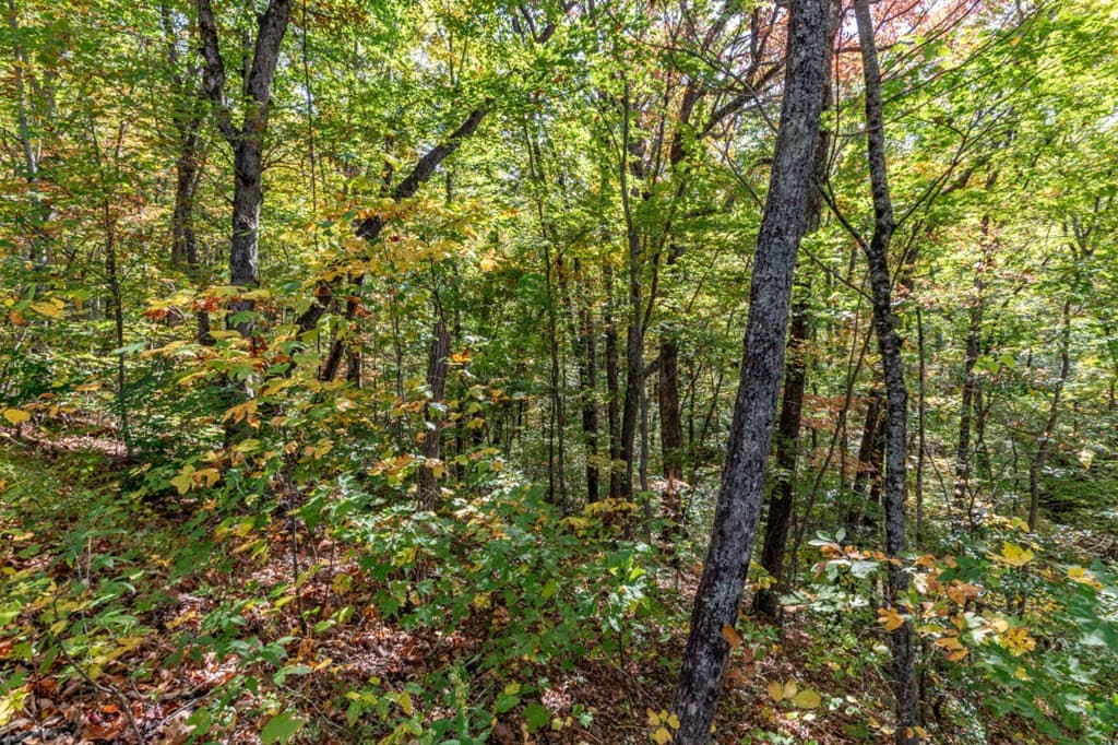 Undeveloped at Lot 38 38 Skyview At Wildlife Acres, Hayesville, NC 28904, Hayesville, photo 16 of 32