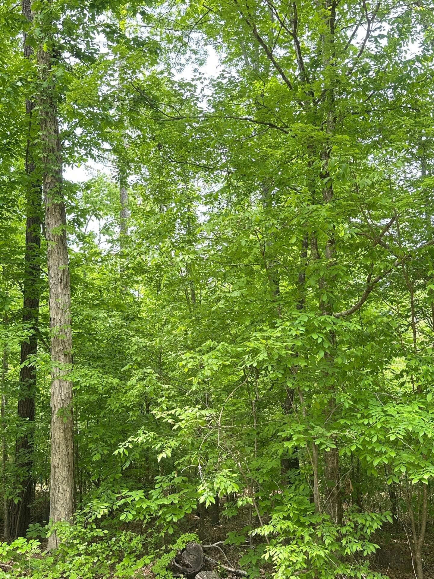 Undeveloped at 1 New Delaughter Drive, North Augusta, SC 29860, photo 9 of 10