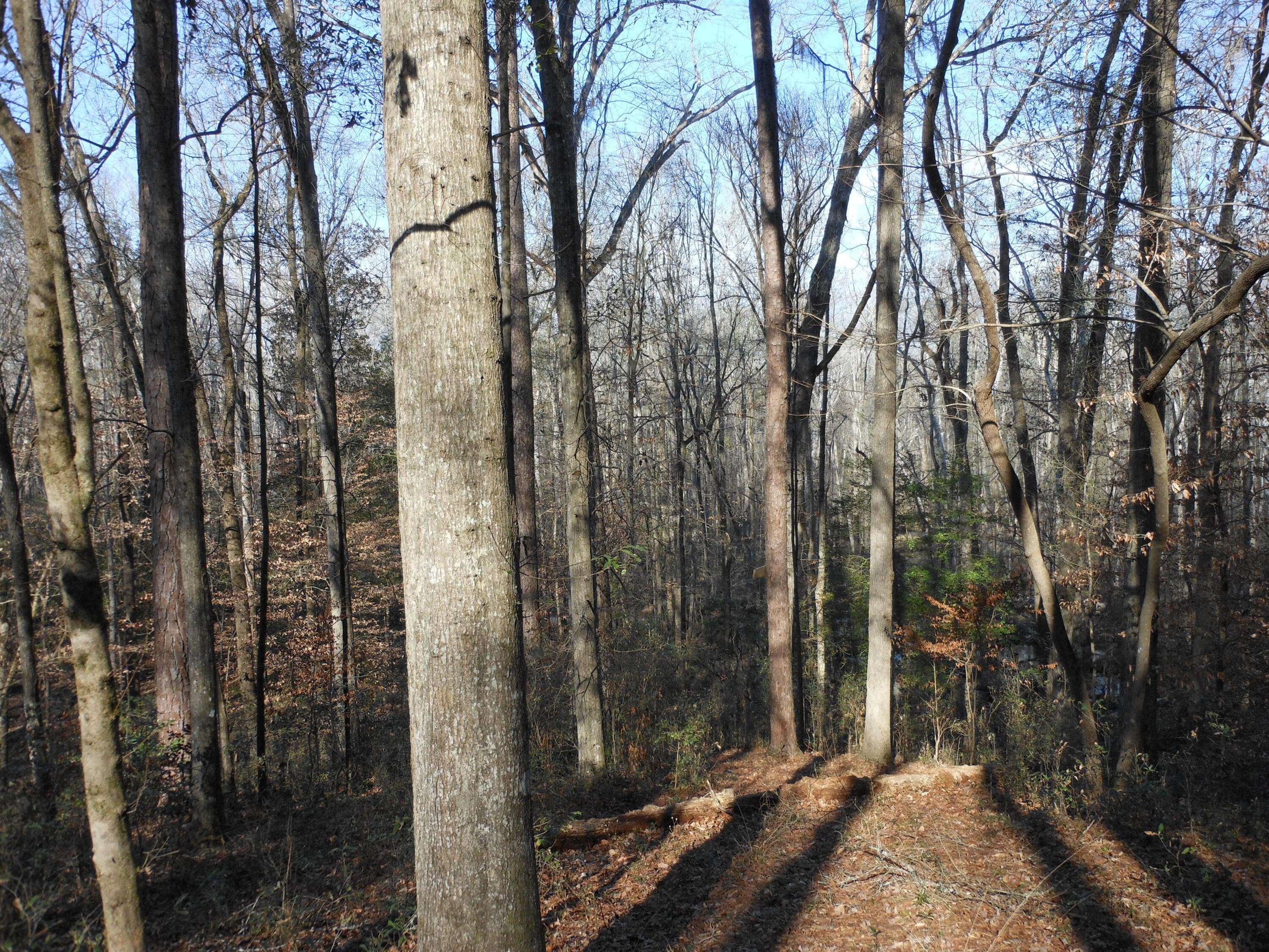 Undeveloped at 0 Ponderosa Road, Waynesboro, GA 30830, photo 26 of 45