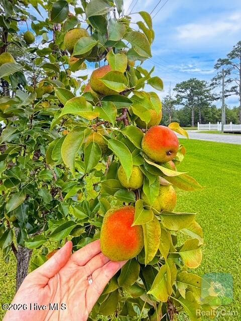 Pear tree in front yard - 34502 Us Highway 264, Engelhard, NC 27824