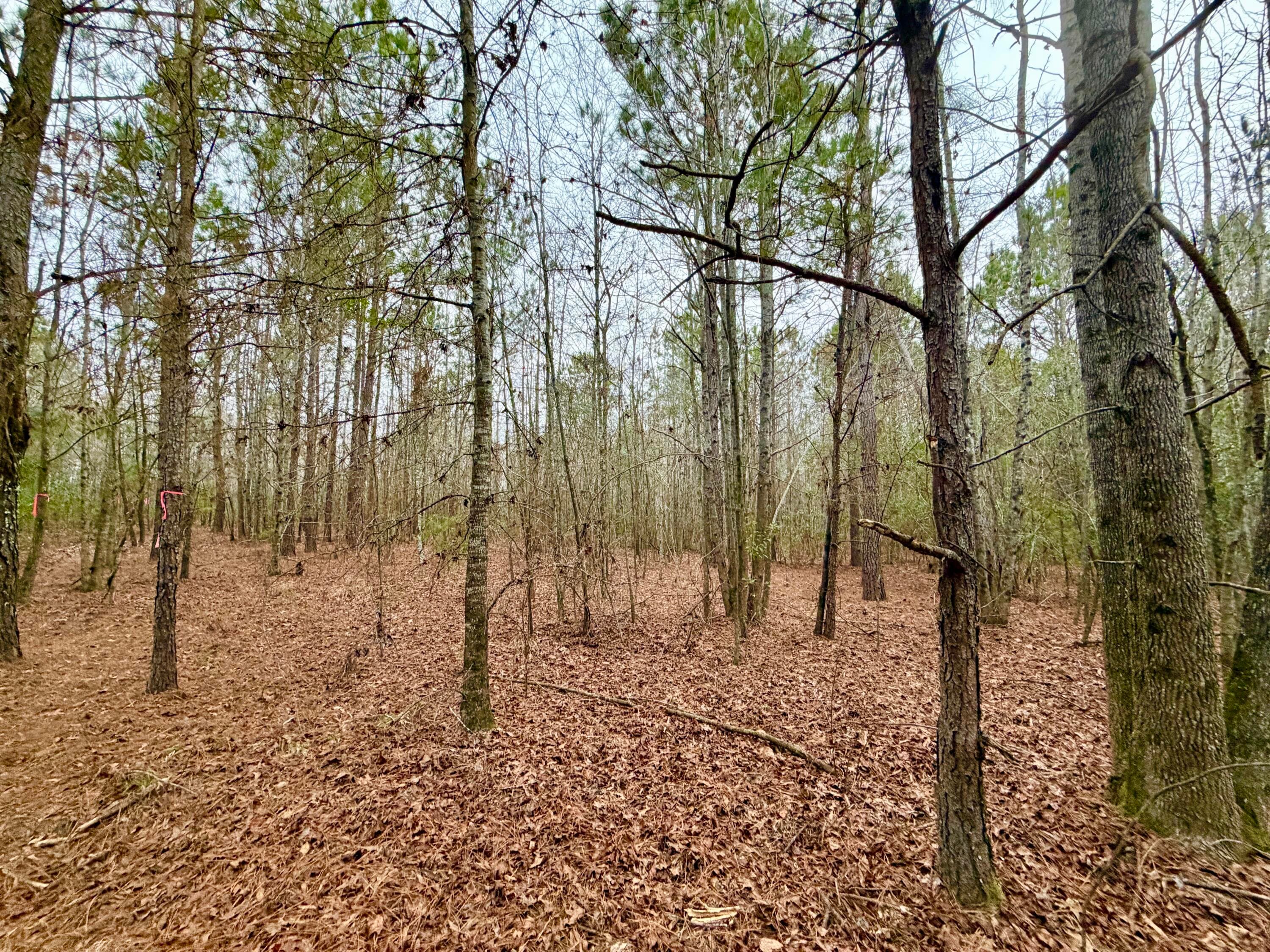 Undeveloped at Tract 3 Ga-305, Midville, GA 30441, photo 9 of 14