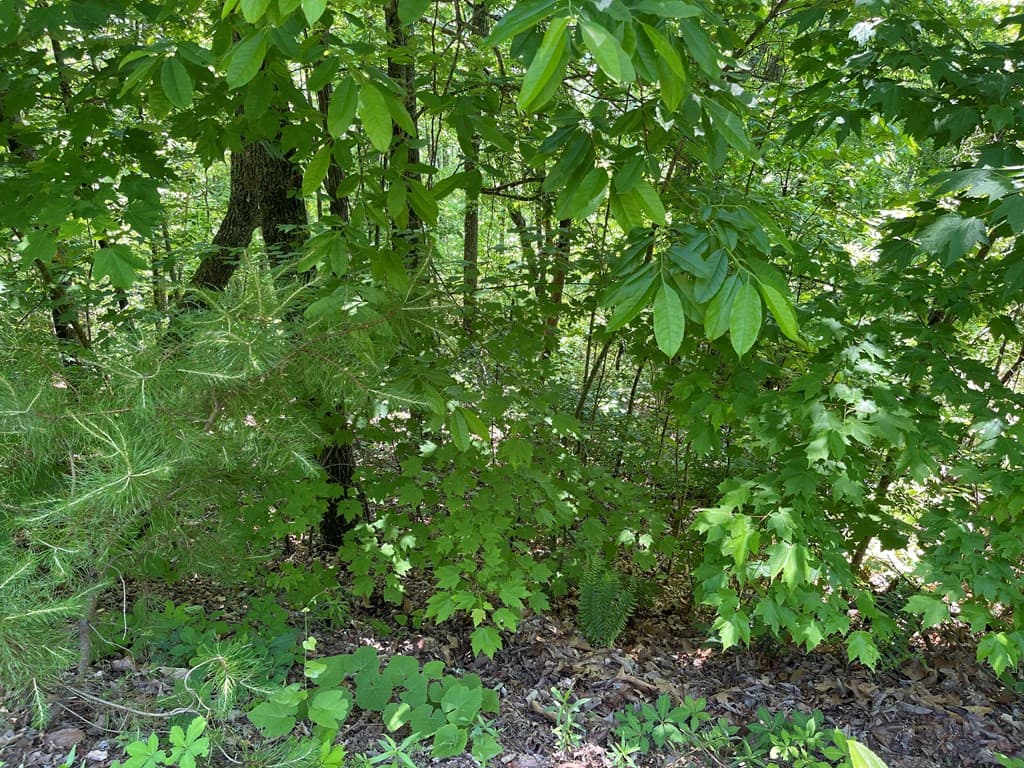 Residential Lot at Lot 33b 33B Grandview Drive, Hayesville, NC 28904, Hayesville, photo 3 of 8