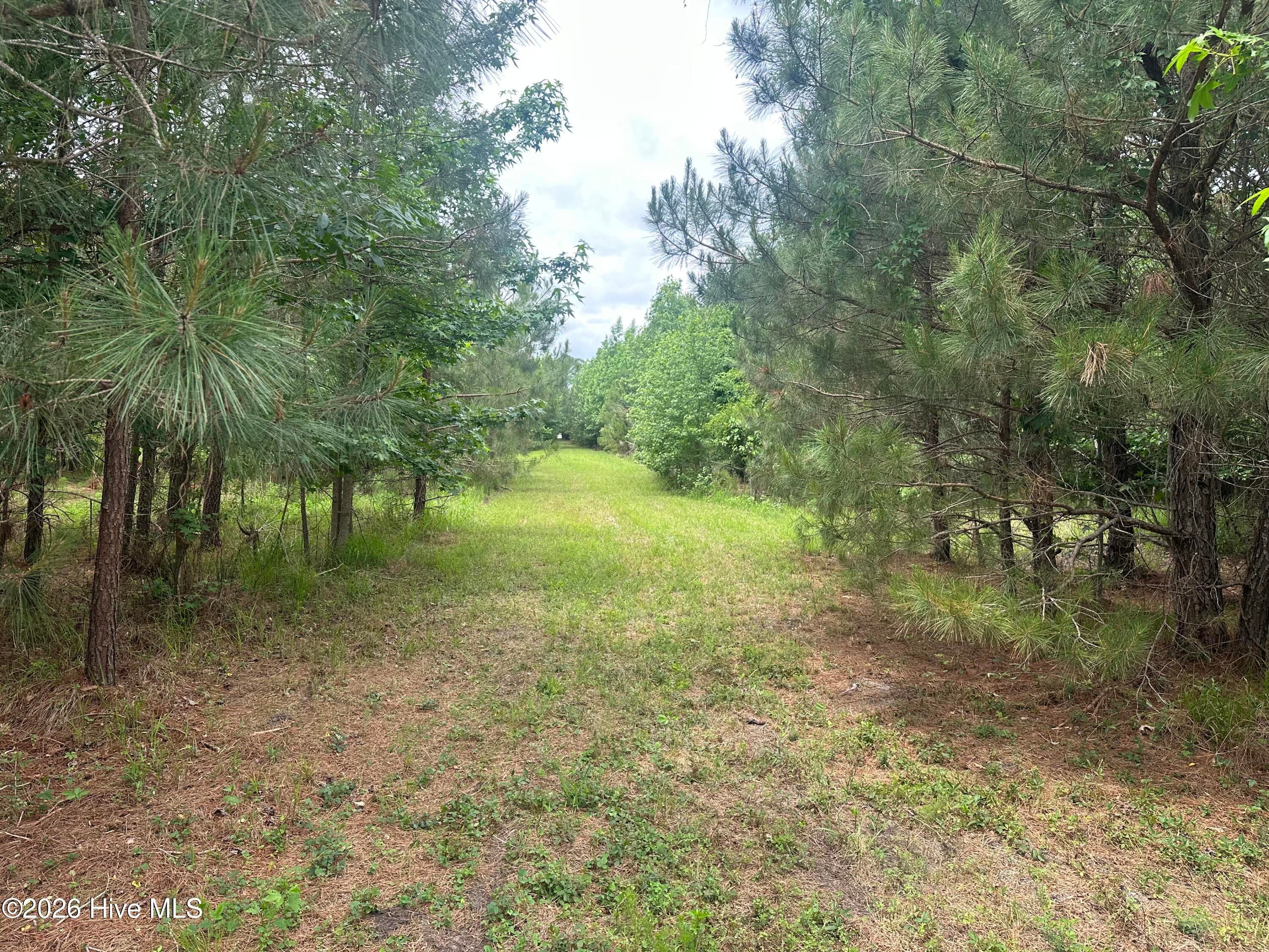 Undeveloped at 0 Colice Hall Lane, Ahoskie, NC 27910, photo 3 of 20