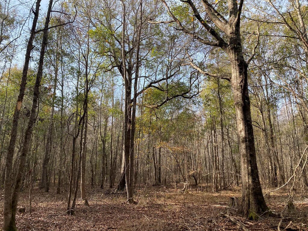 Residential Lot at Lot 14 14 Robin Boulevard, Swainsboro, GA 30401, photo 5 of 8