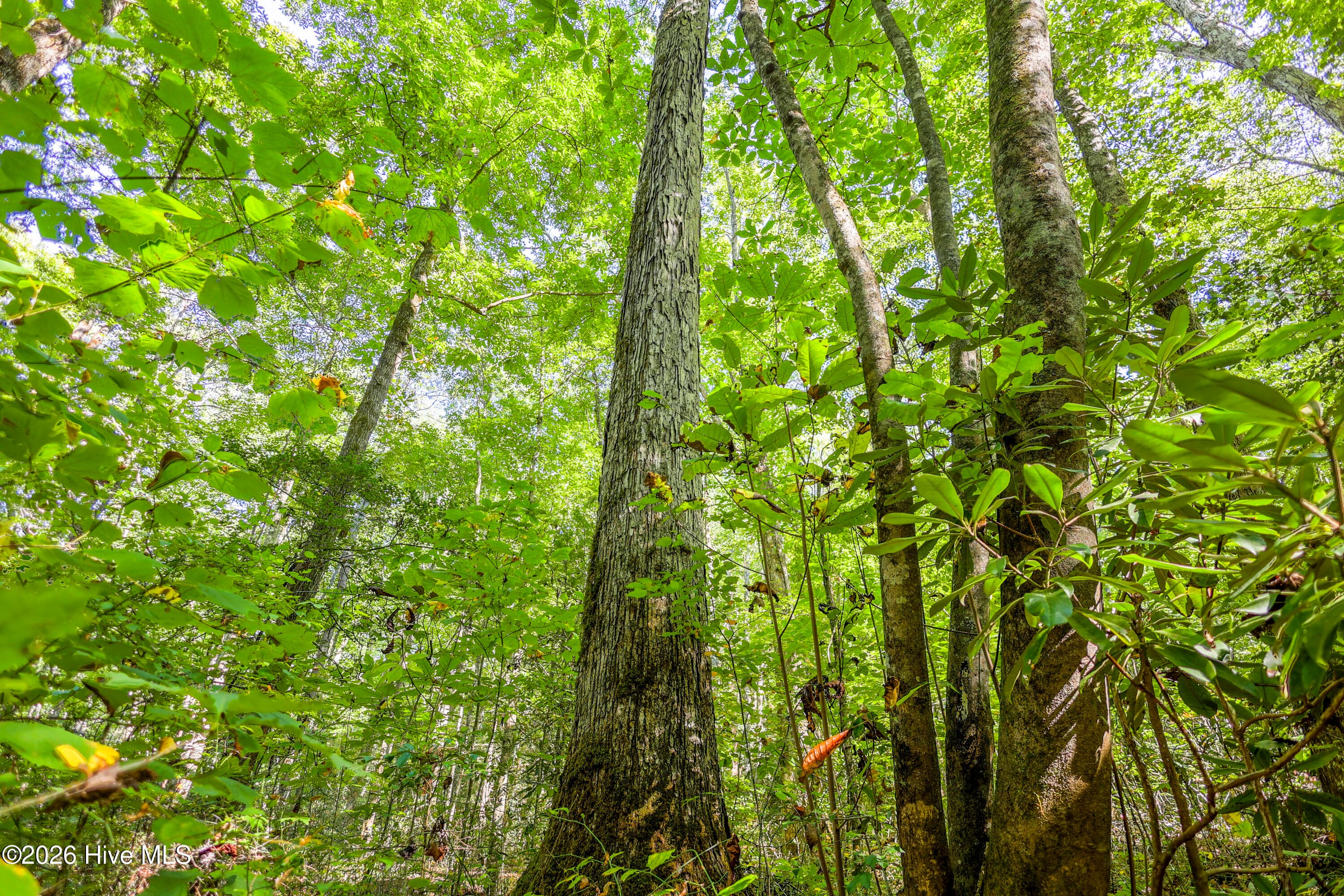 Wooded at 90 Ac Tree House Road, Andrews, NC 28901, photo 7 of 19