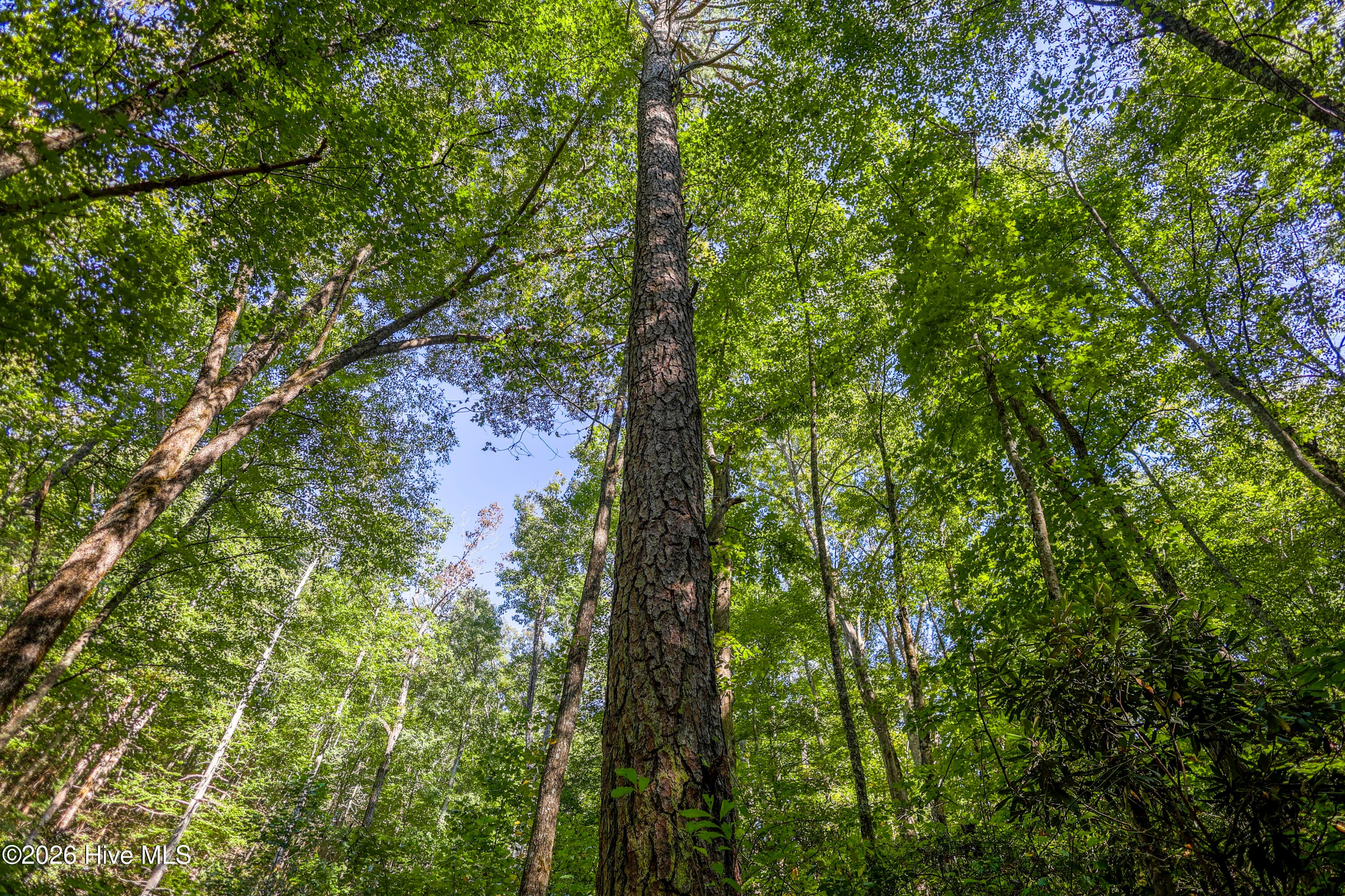 Wooded at 90 Ac Tree House Road, Andrews, NC 28901, photo 13 of 19