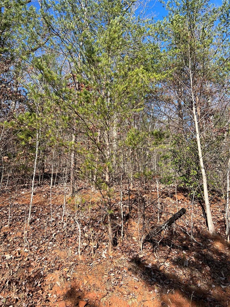 Residential Lot at Lot 56c 56C Indian Trail, Hayesville, NC 28904, photo 3 of 9