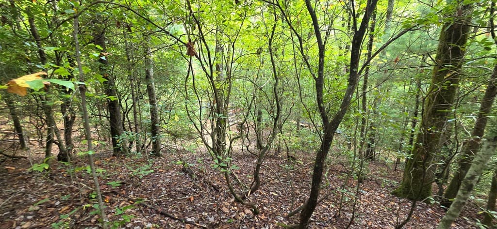 Wooded at 595 Horton Road, Murphy, NC 28906, photo 9 of 13