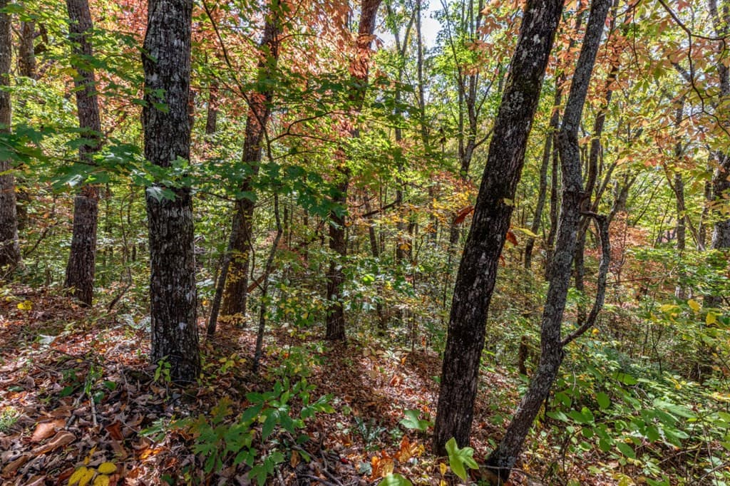 Undeveloped at Lot 38 38 Skyview At Wildlife Acres, Hayesville, NC 28904, Hayesville, photo 13 of 32