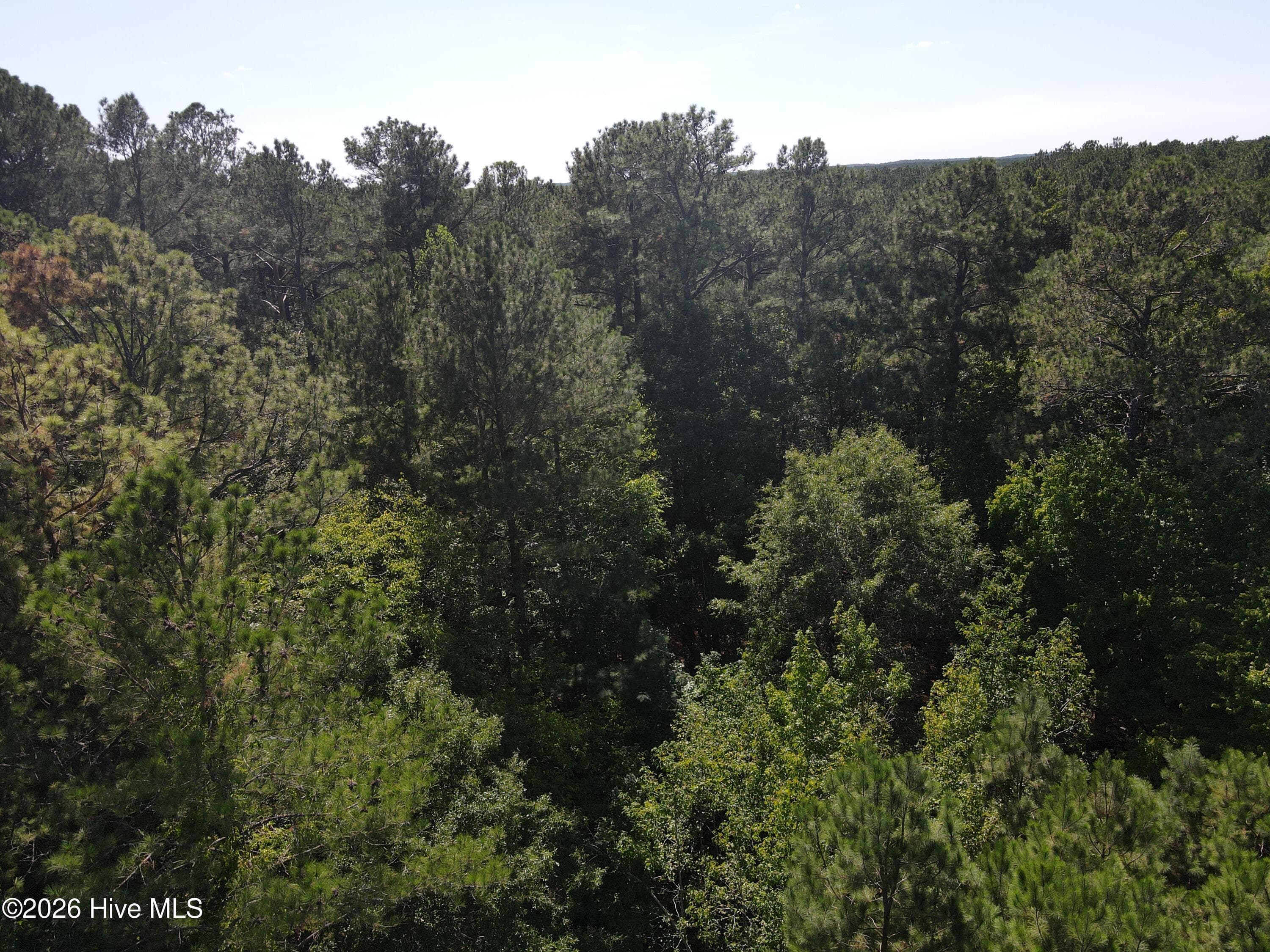 Wooded at Tbd Nc 305, Jackson, NC 27845, photo 2 of 9