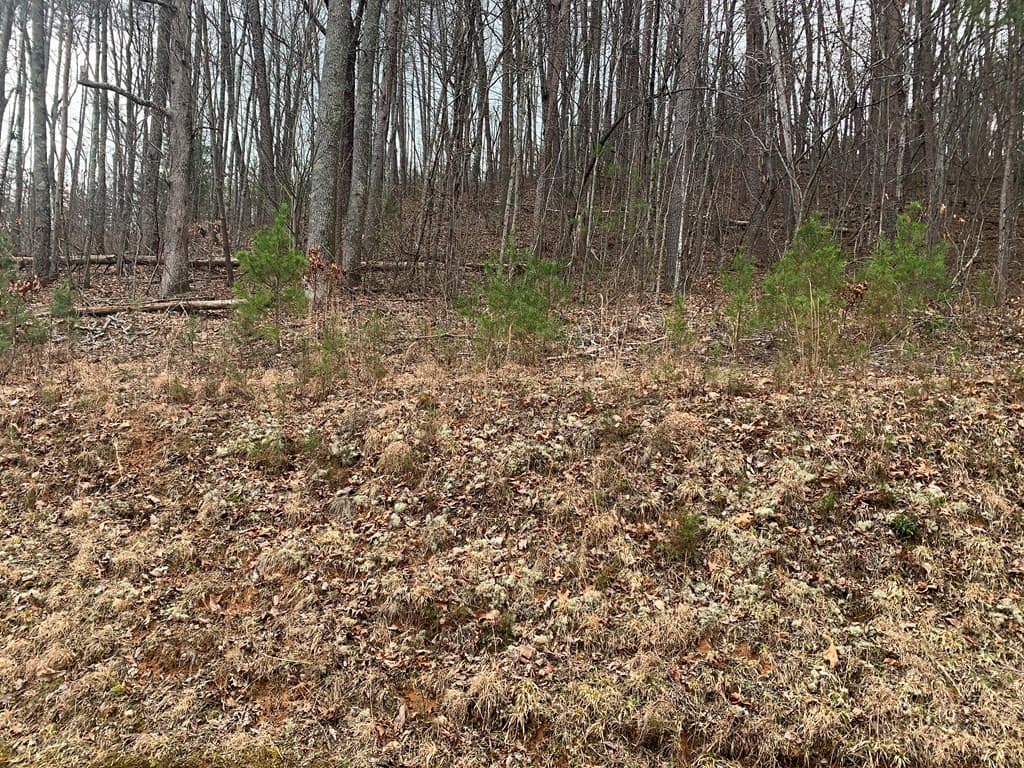 Lot 20 20 Wolf Ridge Lane, Murphy, NC 28906