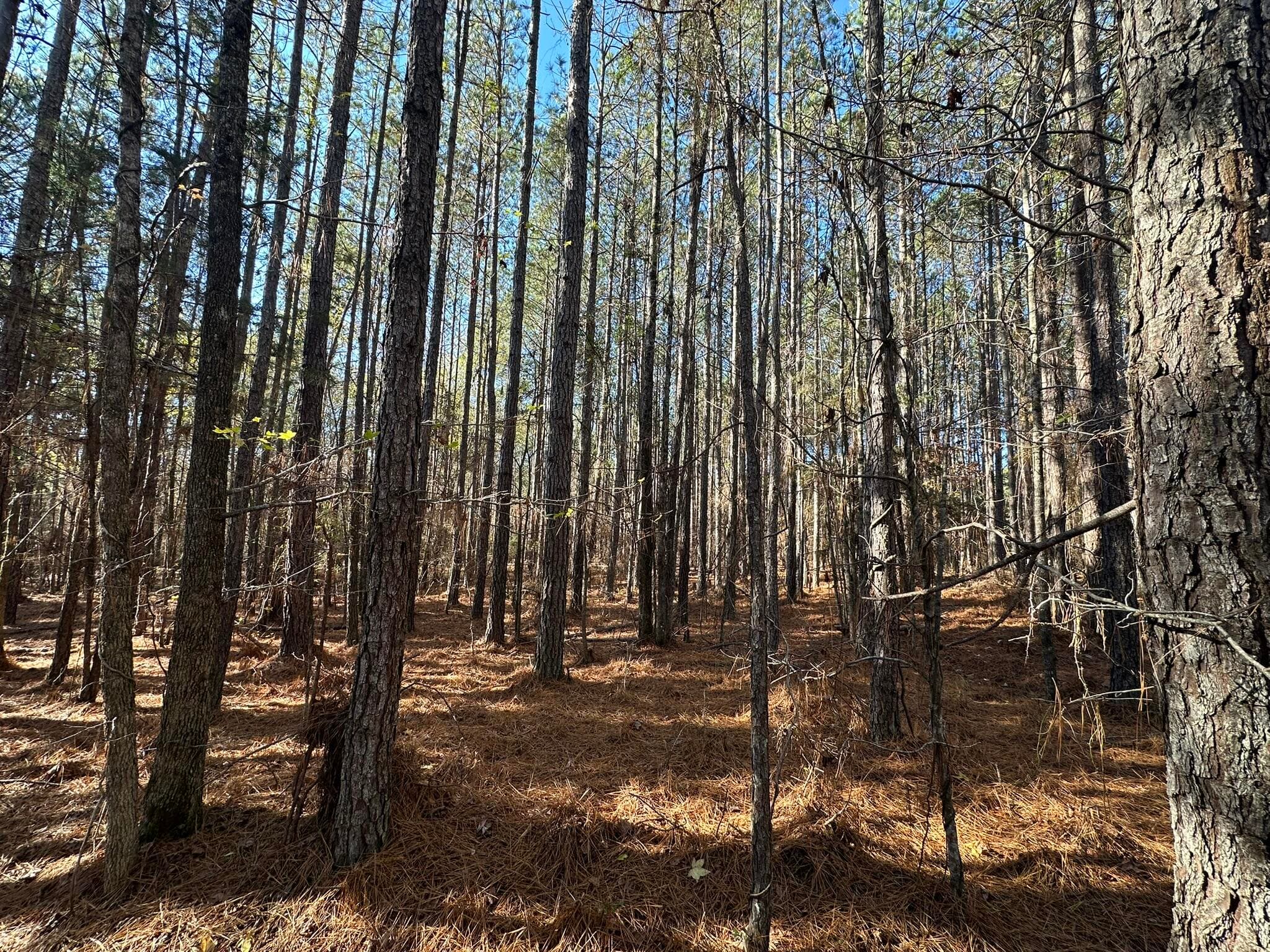 Residential Lot at 1252 294 Rogers Road, Tignall, GA 30668, photo 5 of 29