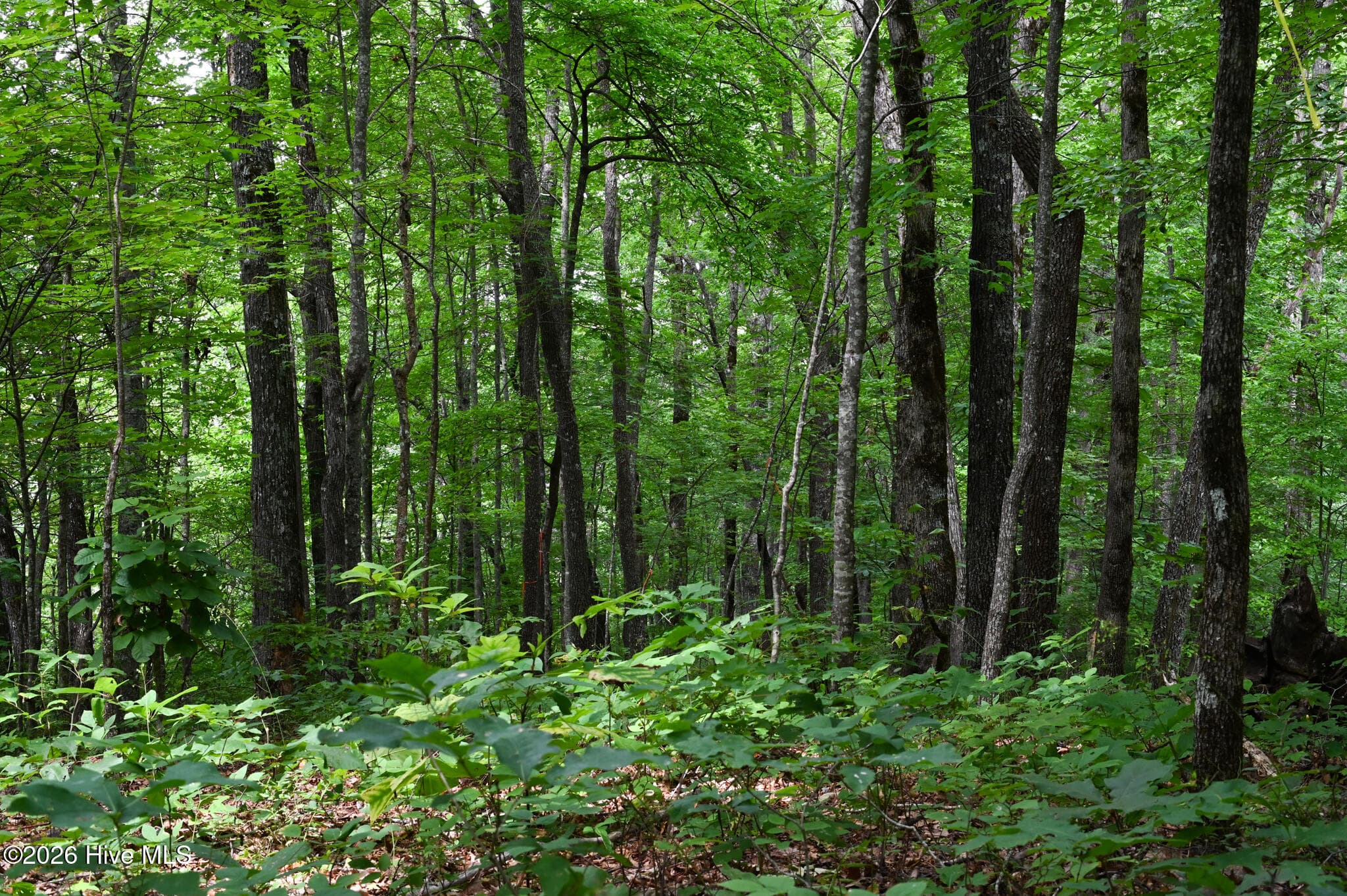 Wooded at 0 Lories Mountain Drive Drive, Hayesville, NC 28904, Hayesville, photo 3 of 6