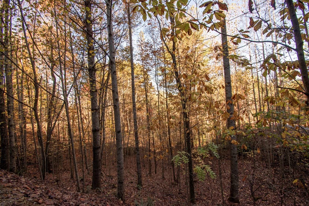 Wooded at Lt 66 66 Choctaw Ridge Trail, Murphy, NC 28906, photo 4 of 10