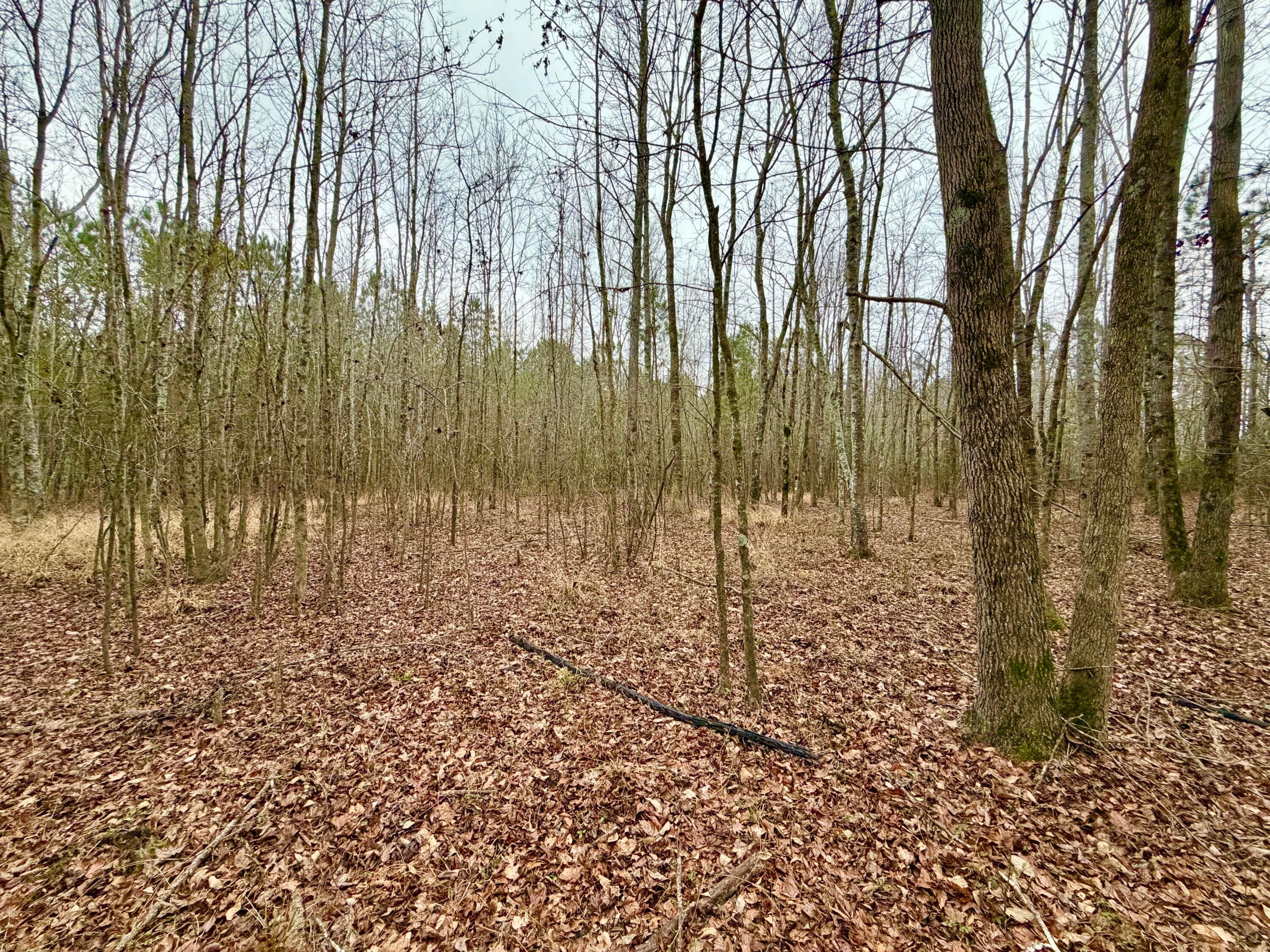 Undeveloped at Tract 3 Ga-305, Midville, GA 30441, photo 6 of 14