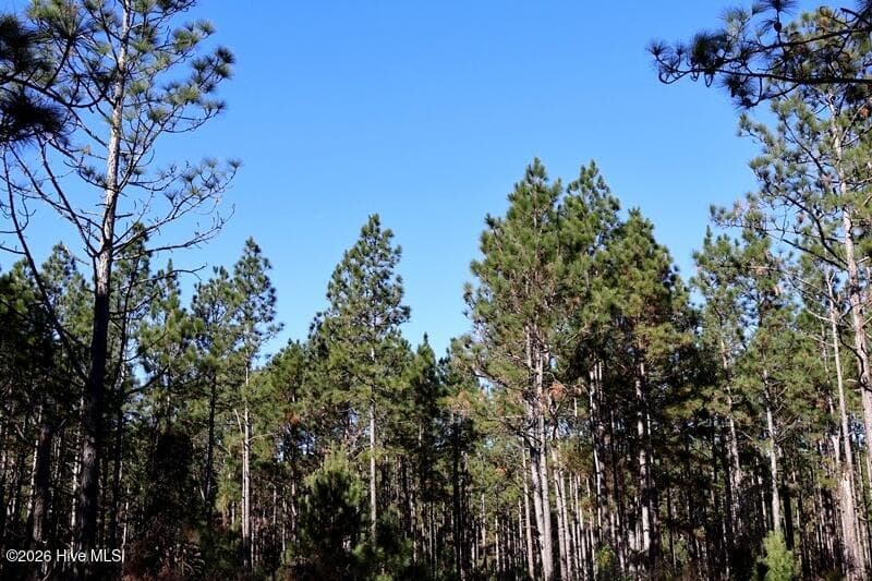 Wooded at Tbd 4 Stuarts Mill Road, Fairmont, NC 28340, photo 4 of 6