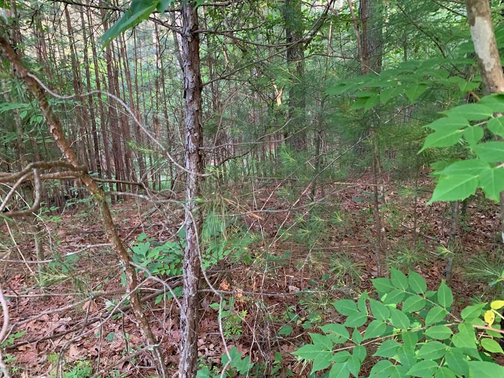 Land at Lot 43 Kestrel Ridge Circle, Murphy, NC 28906, photo 18 of 24