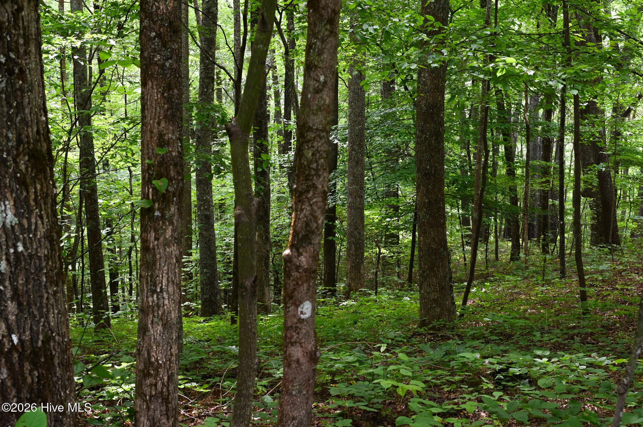 Wooded at 0 Lories Mountain Drive Drive, Hayesville, NC 28904, Hayesville, photo 5 of 6