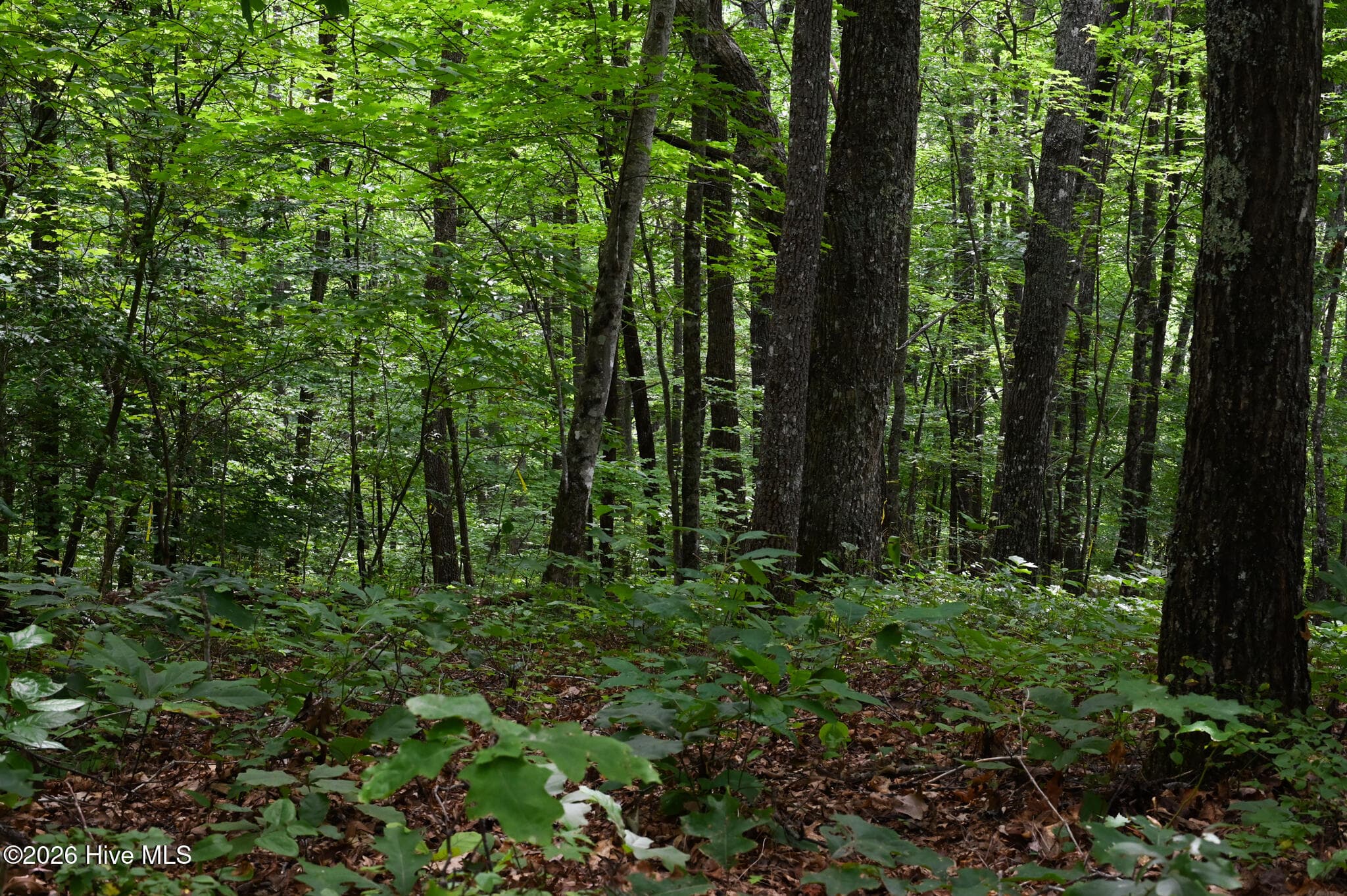 Wooded at 0 Lories Mountain Drive Drive, Hayesville, NC 28904, Hayesville, photo 4 of 6