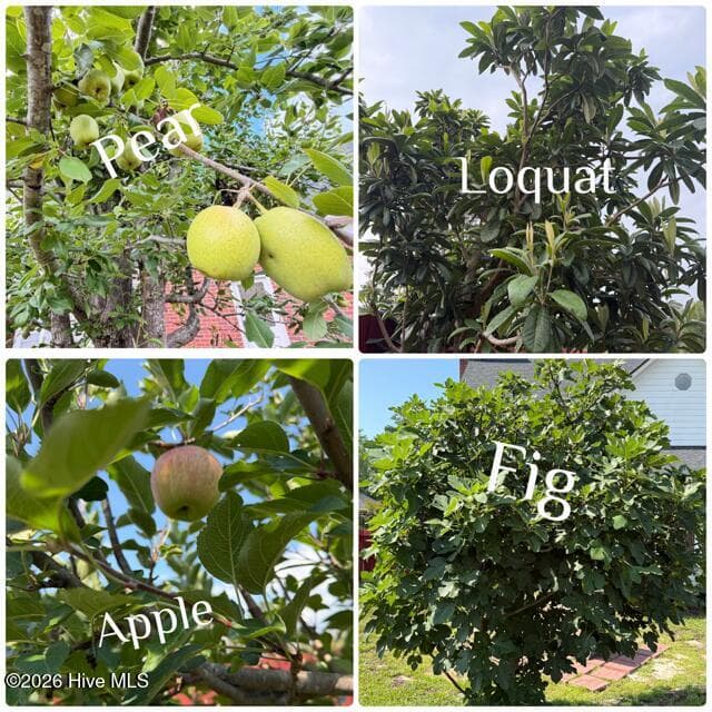 Fruit trees in your new back yard! - 4147 Knollcrest Circle N, Martinez, GA 30907