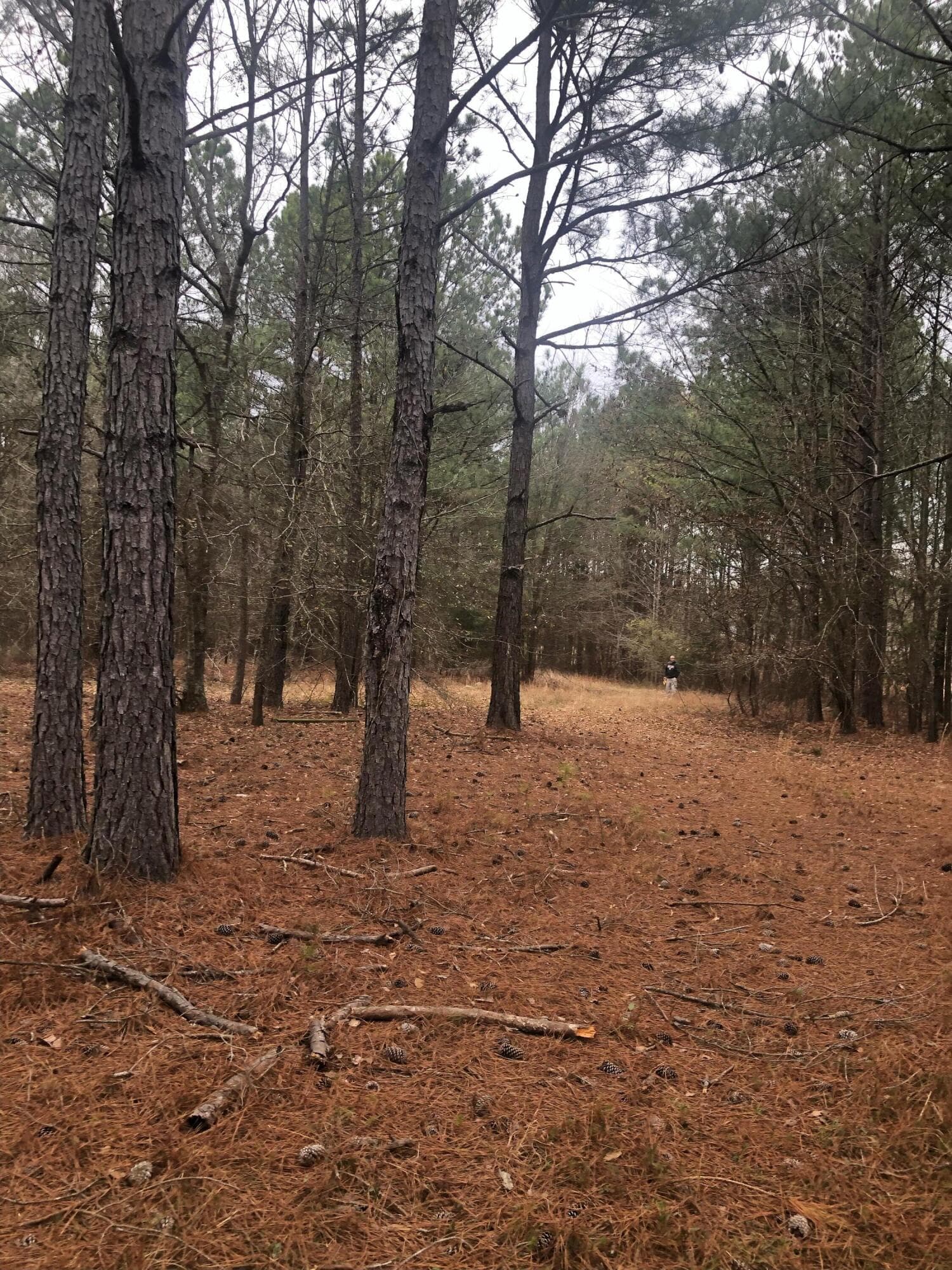 Undeveloped at 4.17 Acres Starr Hinson Road, Thomson, GA 30824, photo 11 of 17