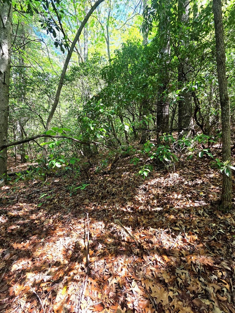 Undeveloped at 00 Vincent Colvin Road, Robbinsville, NC 28771, photo 13 of 18