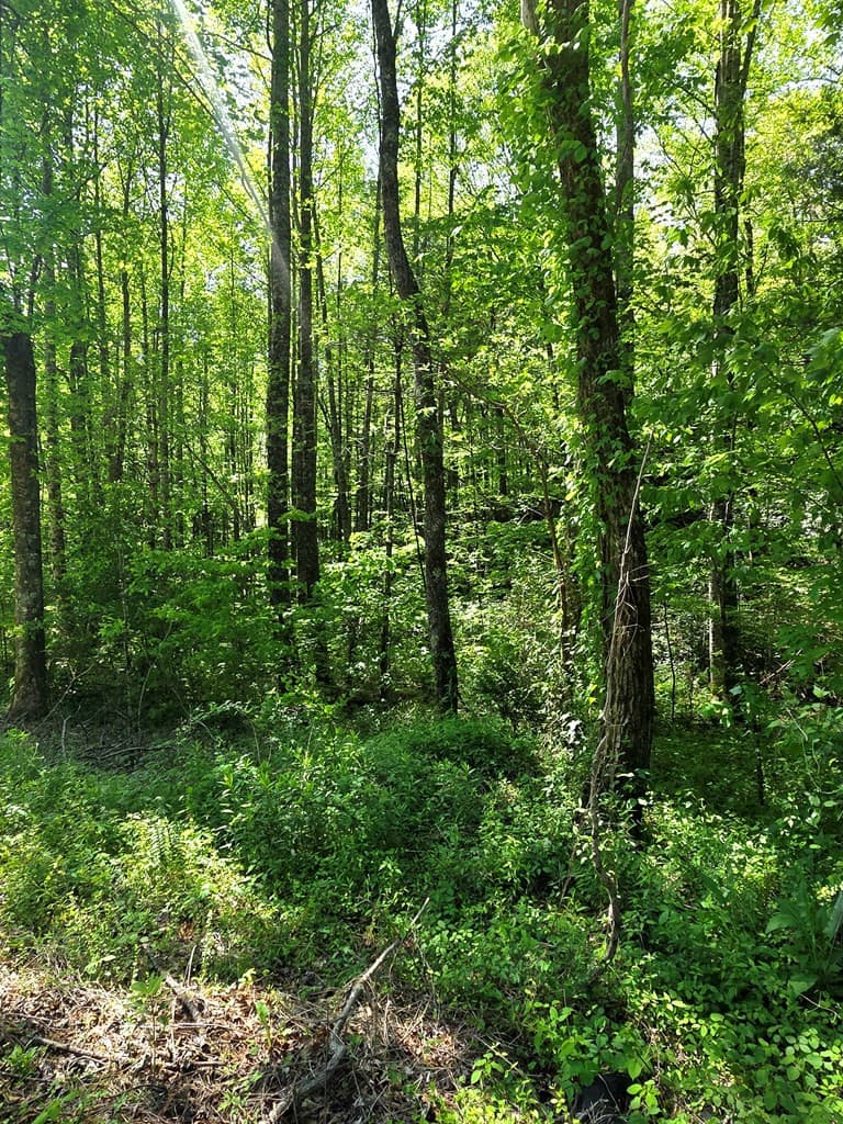 Undeveloped at 00 Vincent Colvin Road, Robbinsville, NC 28771, photo 5 of 18
