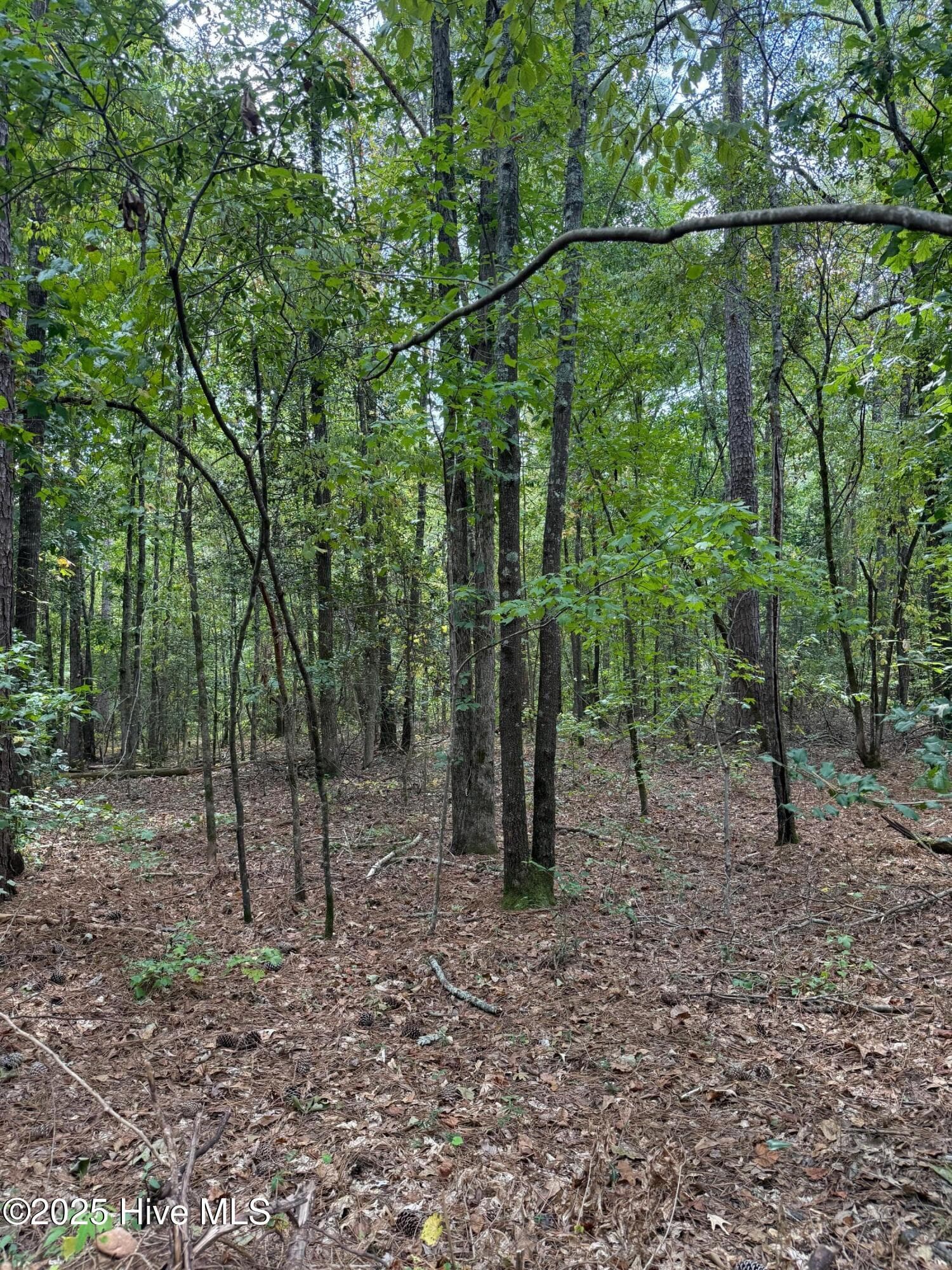 Wooded at 122 49 N State Lane, Rockingham, NC 28379, photo 5 of 7