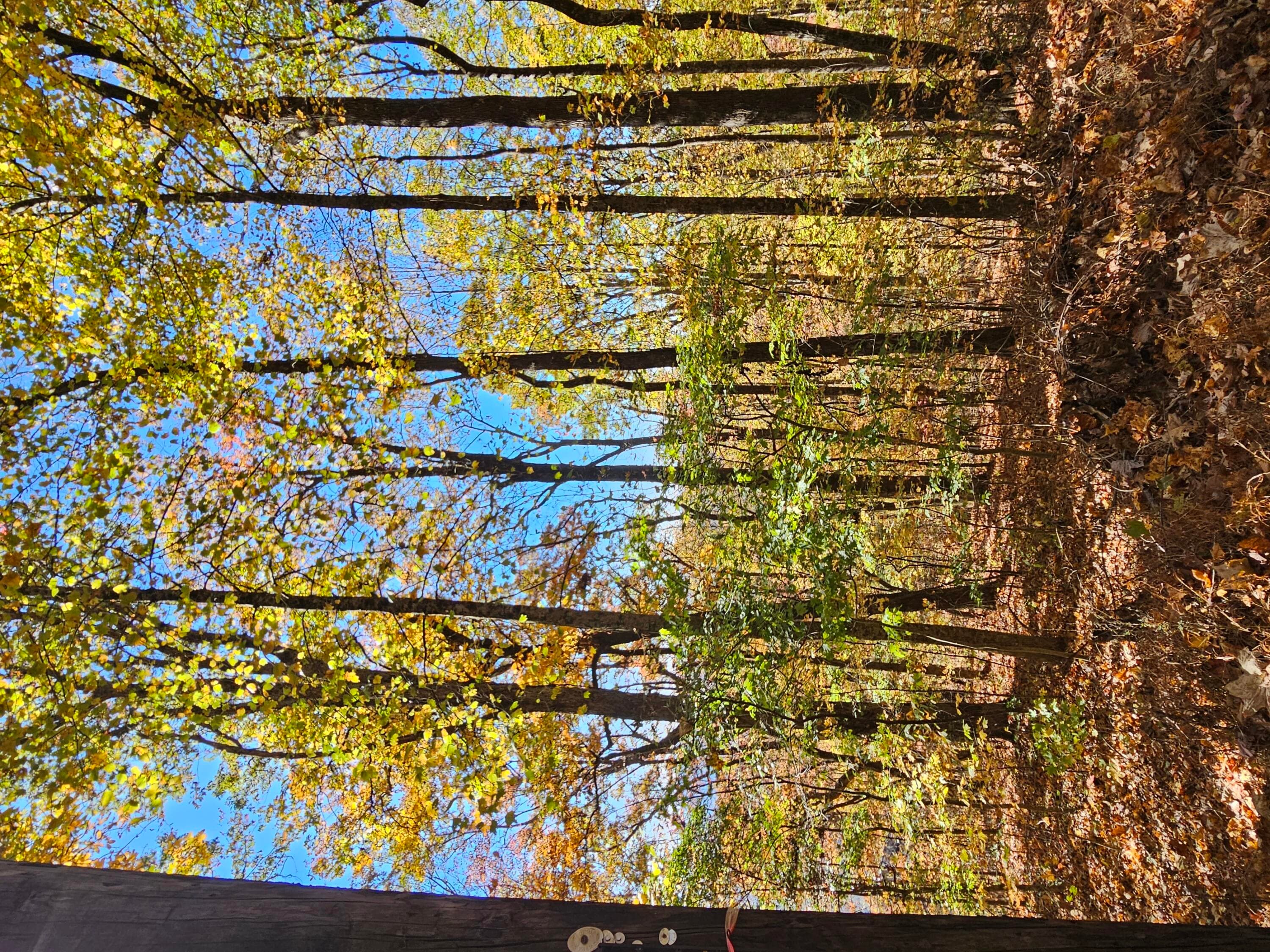 Undeveloped at 0 Confederate Drive, Clayton, GA 30525, photo 15 of 30