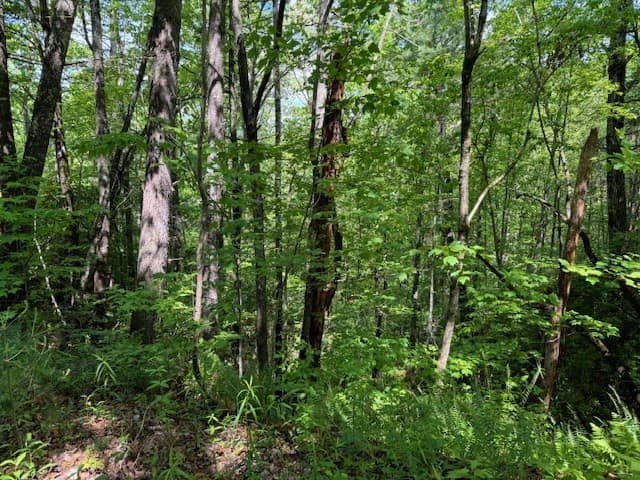 Land at Lot 16 Paradise, Marble, NC 28905, photo 5 of 8